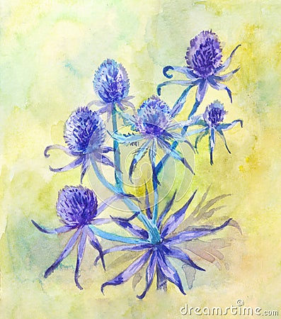 Blue field eryngium. Watercolor illustration suitable for vintage herbal design Stock Photo