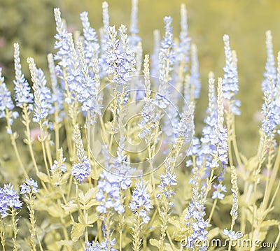 Blue Field Flowers Closeup. Shallow depth of field. Stock Photo