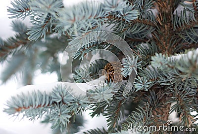 Blue fir tree Stock Photo
