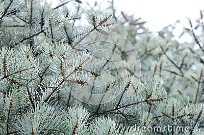 Blue Fir Tree Stock Photo