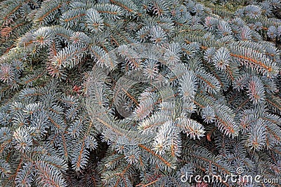 Blue fir tree branch Stock Photo