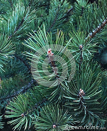 Blue fir tree branch Stock Photo