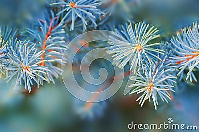 Blue fir tree branches close up Stock Photo