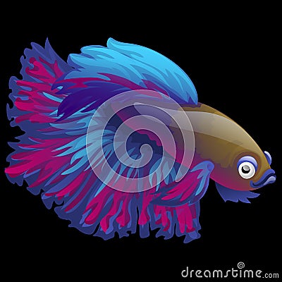 Blue fish cockerel closeup on a black background Vector Illustration