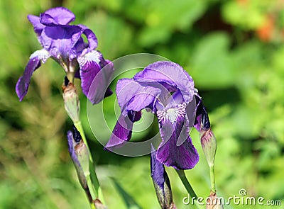 Blue flag Iris. Stock Photo