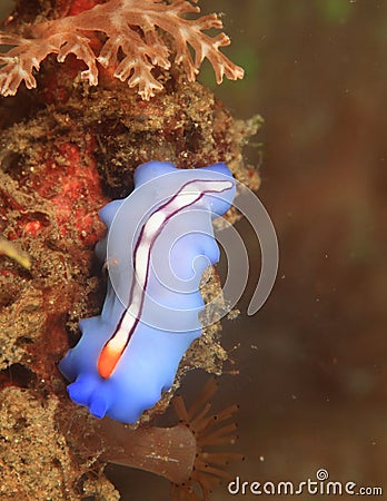 Blue flat worm Stock Photo