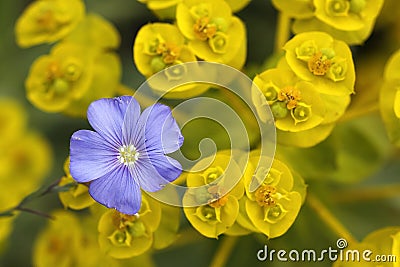 Blue flax Stock Photo