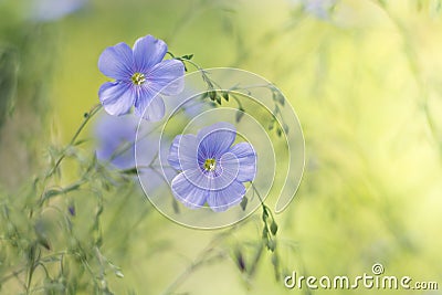 Blue flax on a delicate green background.Delicate flowers of flax in the meadow. Artistic image of flowers. Stock Photo