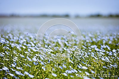 Blue flax field flowers Stock Photo