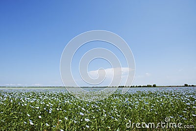 Blue flax field flowers Stock Photo