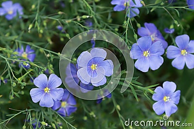 Blue flax flowers Stock Photo
