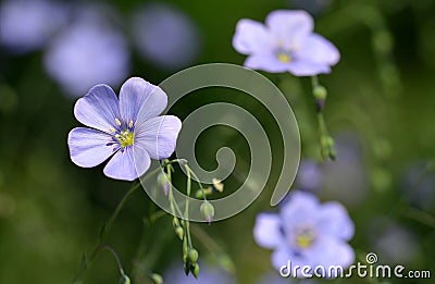 Blue flax flowers ( Linum austriacum ) Stock Photo