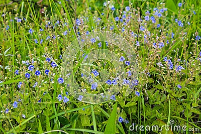 Blue flax flowers Linum austriacum on meadow Stock Photo