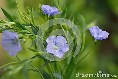 Blue Flax Flowers, Linum usitatissimum Stock Photo