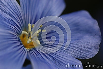 Blue Flax Up Close Stock Photo