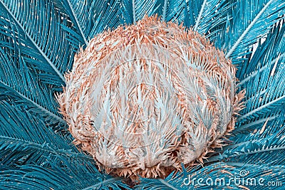 Blue flora, unreal flower.Sago palm,surreal Stock Photo