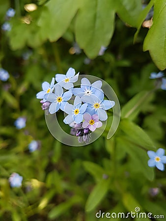 Blue flower Stock Photo