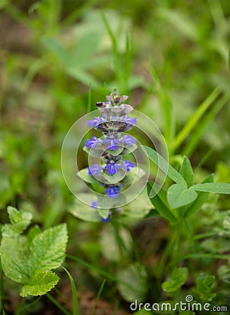 Blue flower ajuga reptans or bugle or bugleweed on a green meadow. Catlins giant on a meadow. Spring flower. Stock Photo