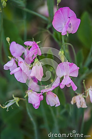 flower beans Stock Photo