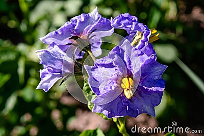 Blue flower of blooming potato in the garden Stock Photo