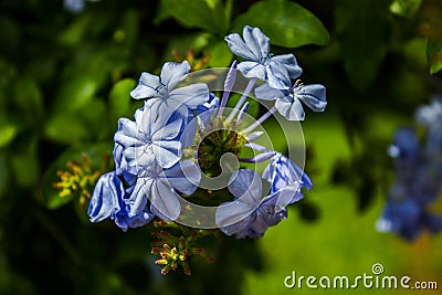 Blue flower bouquet Stock Photo
