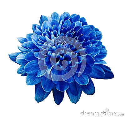 Blue flower chrysanthemum. Flower on white isolated background with clipping path. Closeup. no shadows. Stock Photo