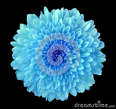 Blue flower chrysanthemum, garden flower, black isolated background with clipping path. Closeup. no shadows. blue centre. Stock Photo