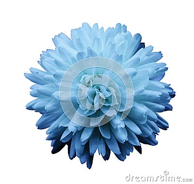 Blue flower chrysanthemum. garden flower. white isolated background with clipping path. Closeup. no shadows. Stock Photo