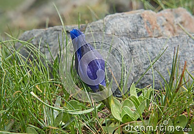 Gentian, with closed flower bud Stock Photo