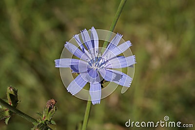 Blue flower of common chicory Stock Photo