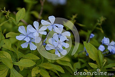 Blue flower emphasized. Stock Photo