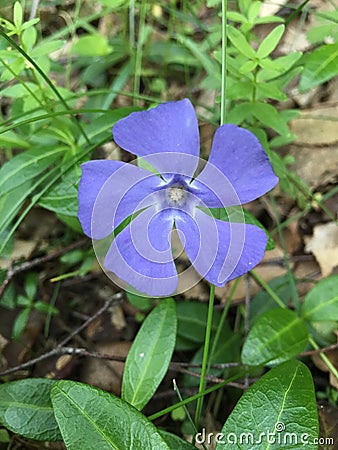 Blue flower Stock Photo