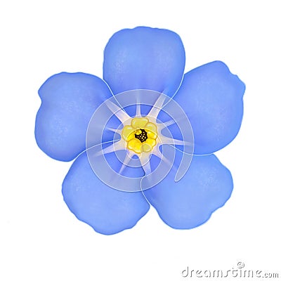 Blue flower forget-me-not close-up isolated on white Cartoon Illustration