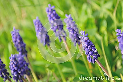 Blue flower, Grape Hyacinth, Muscari racemosum Stock Photo