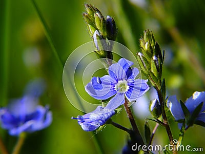 Blue flower with green background Stock Photo