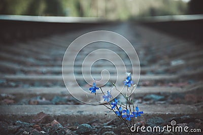 Blue flower grows on railway tracks Stock Photo