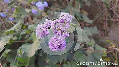 Blue flower image with colour bl Stock Photo