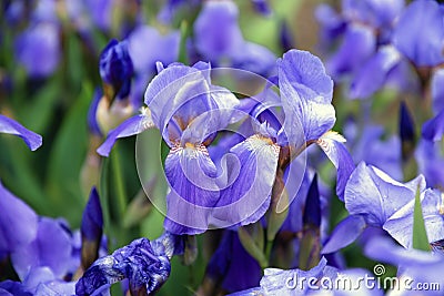 Blue flower irises close up, nature background Stock Photo