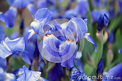 Blue flower irises close up, nature background Stock Photo