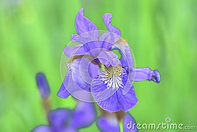Blue flower irises- nature spring sunny background. Soft focus with bokeh Stock Photo