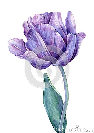 Blue Flower on an isolated white background. Watercolor illustrations. Purple tulips Cartoon Illustration