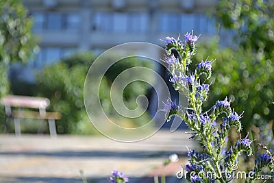 Blue flower in library square Stock Photo