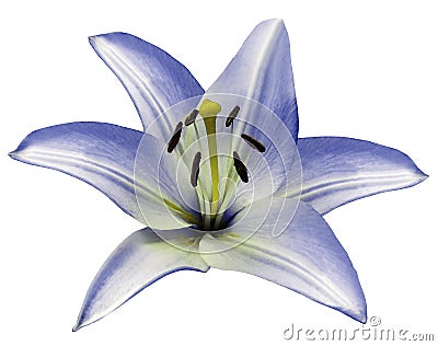 Blue flower Lily on isolated white background with clipping path. Closeup. Beautiful white-blue flower for design. Stock Photo