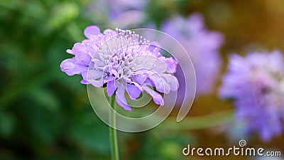 Blue flower named Scabiosa columbaria Stock Photo