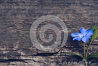 Blue flower on wooden background. Blue flower periwinkle Stock Photo