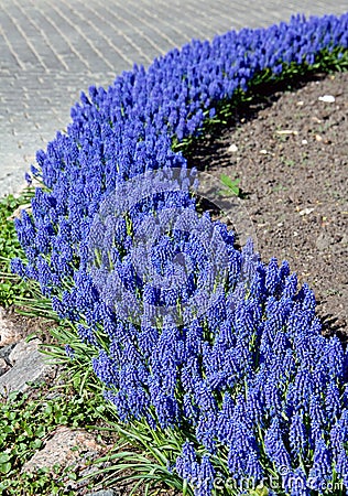 Blue flowerbed Stock Photo