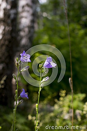 Blue flowered Campanula closeup on nature. Stock Photo