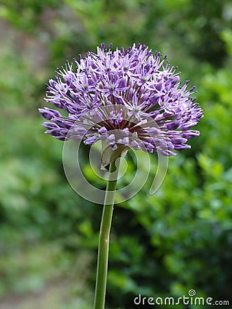 Blue-flowered garlic Stock Photo