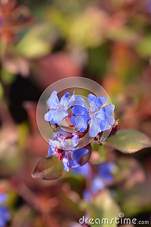 Blue-flowered leadwort Stock Photo