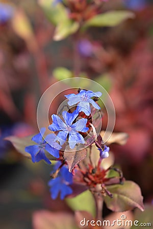 Blue-flowered leadwort Stock Photo